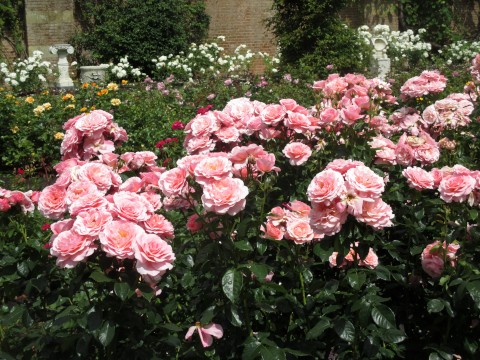 A rose called “Ticked pink” in the rose garden of Hever Castle, Kent.