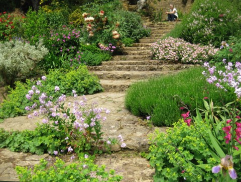Planting with tree peony, flock and gladioli on each side of the path at the base of the 50 foot high cliff in Kiftsgate Court.