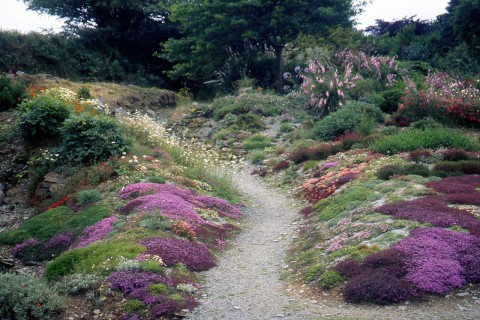 Thyme flowering on the naturalised rockery in the Garden House garden, Devon.