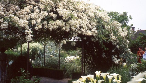 The white garden dominated by the Rosa longicuspa in full flower in the centre.
