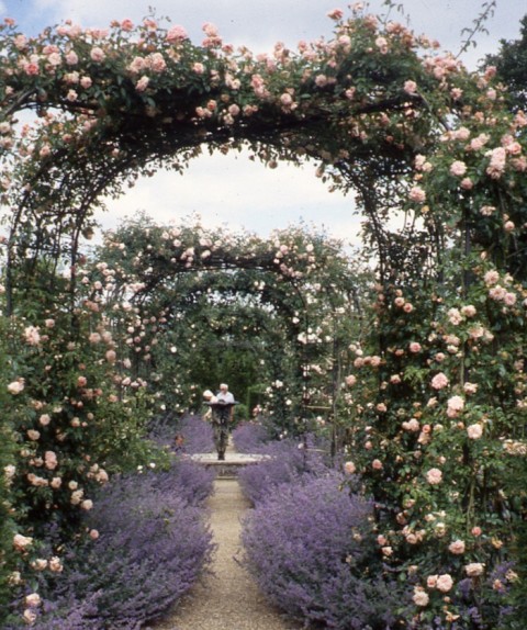 The walled rose garden arches at Polesden Lacy in full flower bordered by cat mint. Surrey.
