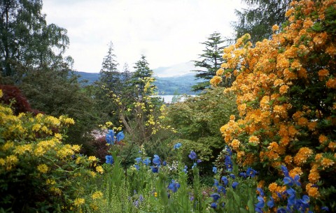 Meconopsis blue poppies and golden Azalias in the Lakeland Horticultural Society‘s Holhird gardens with Lake Windermere and the Langdale Pikes in the distance, Cumbria, UK