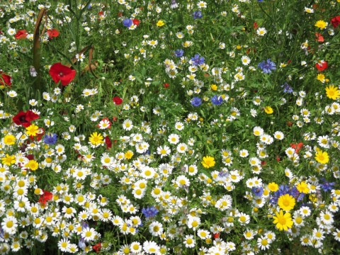 A wild flower meadow with poppies, cornflowers, white and yellow Chamomile and dog daisies.