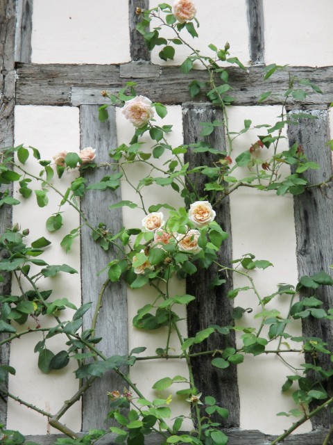 The pale Apricot rose Gloire de Dijon on the timbered front wall of Pashley Manor, Kent.