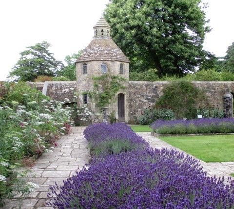The stone dove Cote in a walled garden at Nymans, Sussex, with the lavender borders in full flower