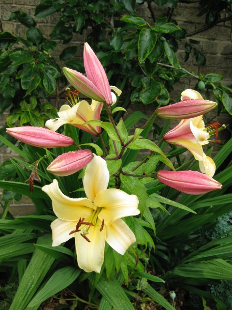 A  lily with buds  opening in Dr. Sommerville’s garden in Norfolk.