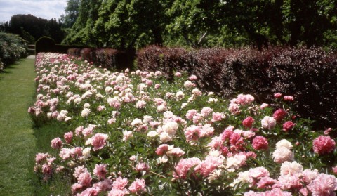 The peony bed in full flower backed by a bronze Berberis hedge at Penshurst Place garden, Kent