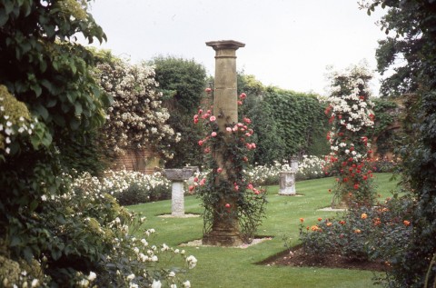 The rose garden at Hever Castle, Kent; rambling roses displayed against classical antiquities surrounded by beds of Floribunda Iceberg roses
